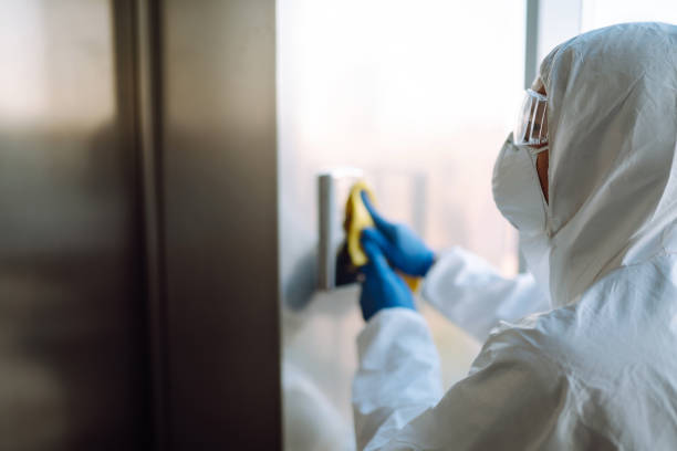 Attic Mold Removal